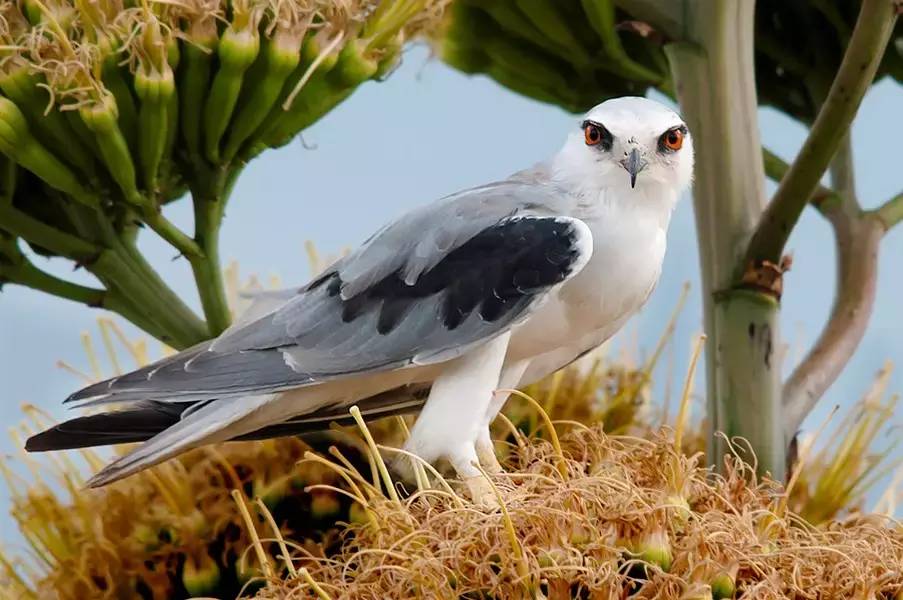 seeking  Elanus caeruleus in Yunnan Dali 5 Days